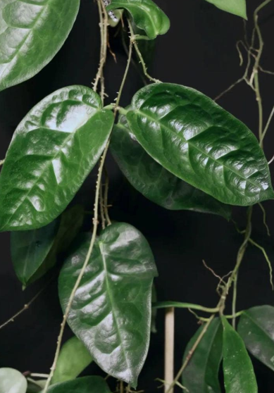 Hoya piestolepis 10 Pieces Seeds