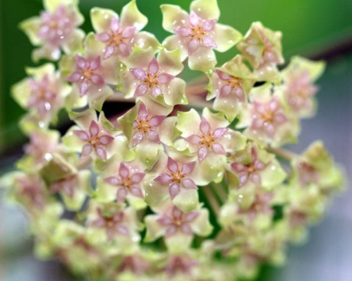 Hoya balaensis "Light Green" 10 Pieces Seeds