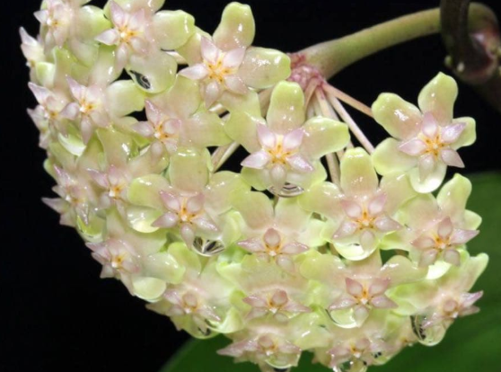 Hoya balaensis "Light Green" 10 Pieces Seeds