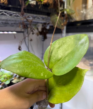 Hoya balaensis "Light Green" 10 Pieces Seeds