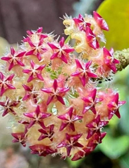 Hoya mindorensis "Light Orange" 10 Pieces Seeds