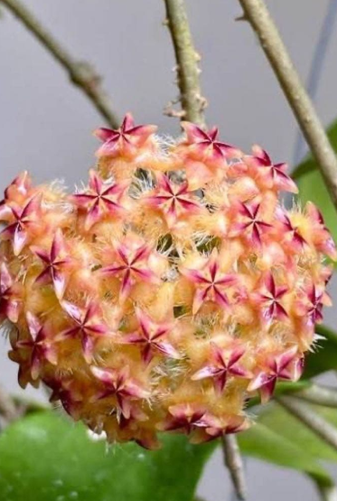Hoya mindorensis "Light Orange" 10 Pieces Seeds