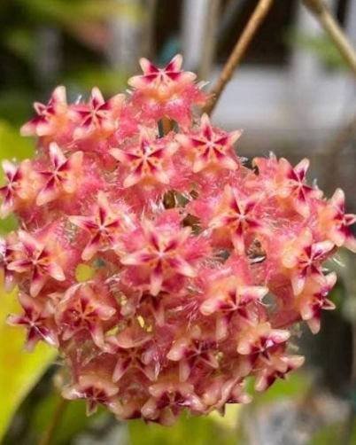 Hoya mindorensis "Light Orange" 10 Pieces Seeds