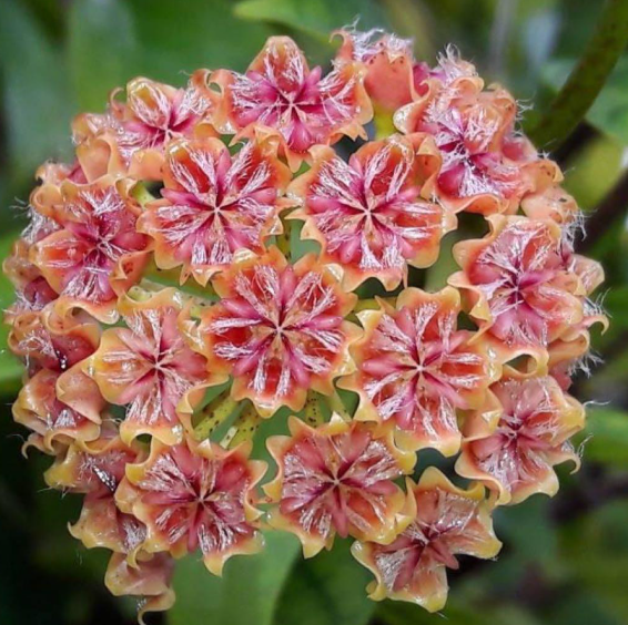 Hoya mindorensis "Orange" 10 Pieces Seeds