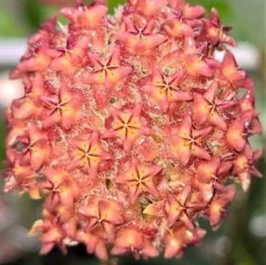 Hoya mindorensis "Orange" 10 Pieces Seeds