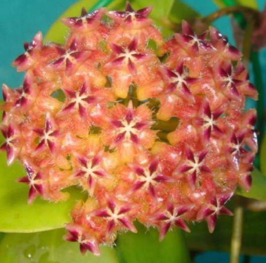 Hoya mindorensis "Orange" 10 Pieces Seeds