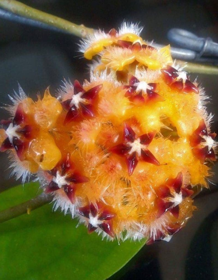 Hoya mindorensis "Orange" 10 Pieces Seeds