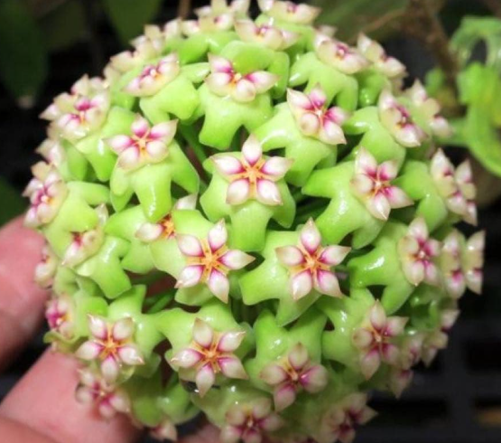 Hoya sp. Lime Green Flower 10 Pieces Seeds