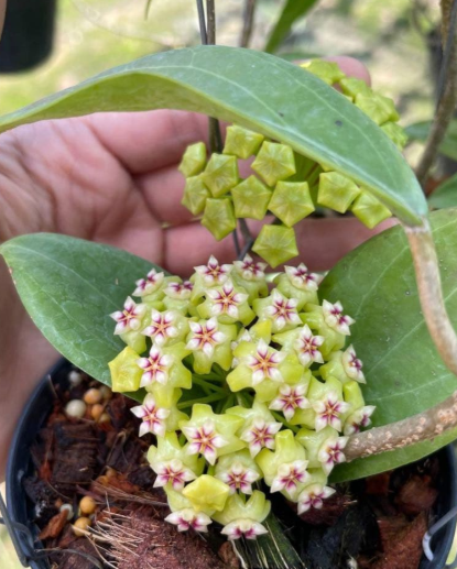 Hoya sp. Lime Green Flower 10 Pieces Seeds
