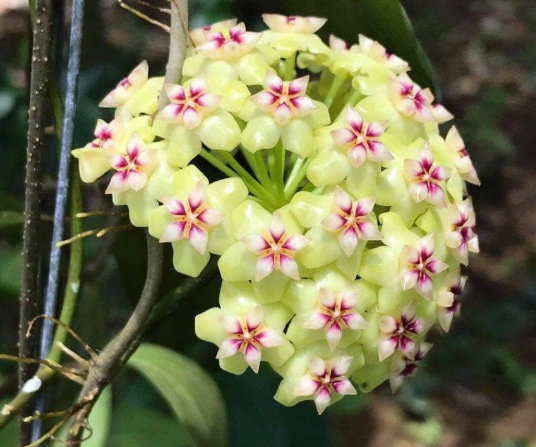 Hoya sp. Lime Green Flower 10 Pieces Seeds