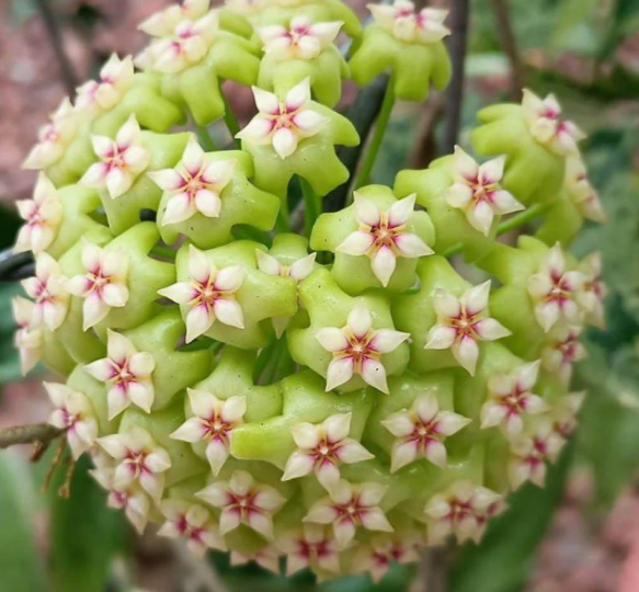 Hoya sp. Lime Green Flower 10 Pieces Seeds