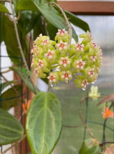 Hoya sp. Lime Green Flower 10 Pieces Seeds