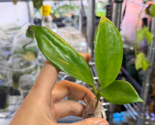 Hoya sp. Lime Green Flower 10 Pieces Seeds