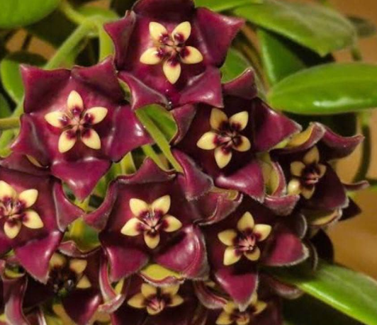 Hoya eriostemma 10 Pieces Seeds