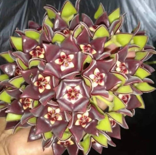 Hoya eriostemma 10 Pieces Seeds