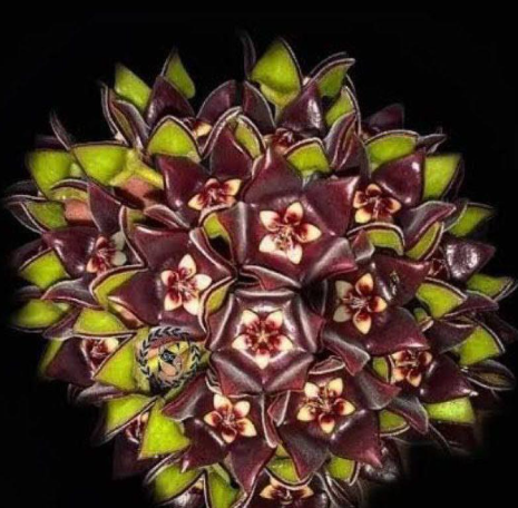 Hoya eriostemma 10 Pieces Seeds