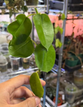 Hoya eriostemma 10 Pieces Seeds