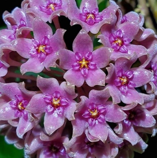 Hoya hanhiae "Deep Violets" 10 Pieces Seeds