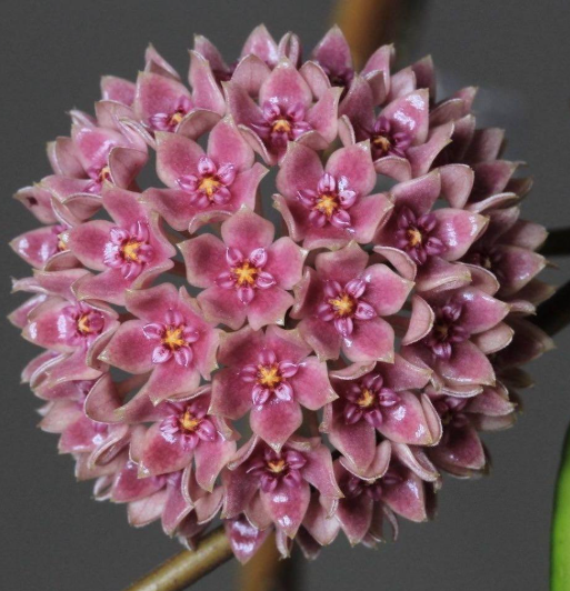 Hoya hanhiae "Deep Violets" 10 Pieces Seeds