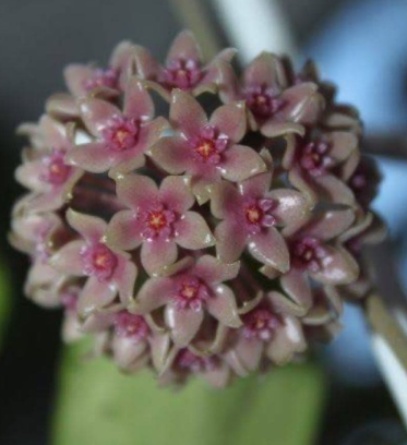 Hoya hanhiae "Deep Violets" 10 Pieces Seeds