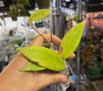 Hoya hanhiae "Deep Violets" 10 Pieces Seeds