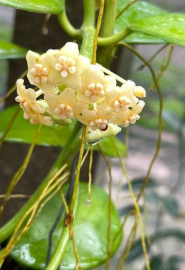 Hoya sp. AH-014 10 Pieces Seeds