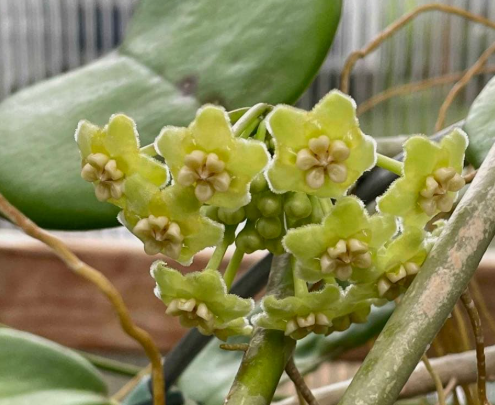 Hoya sp. AH-014 10 Pieces Seeds