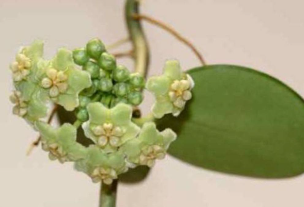Hoya sp. AH-014 10 Pieces Seeds