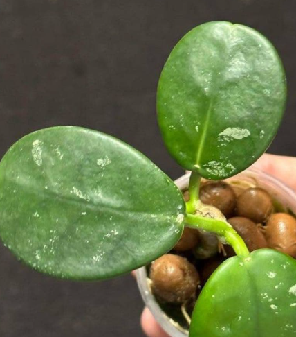 Hoya sp. AH-014 10 Pieces Seeds