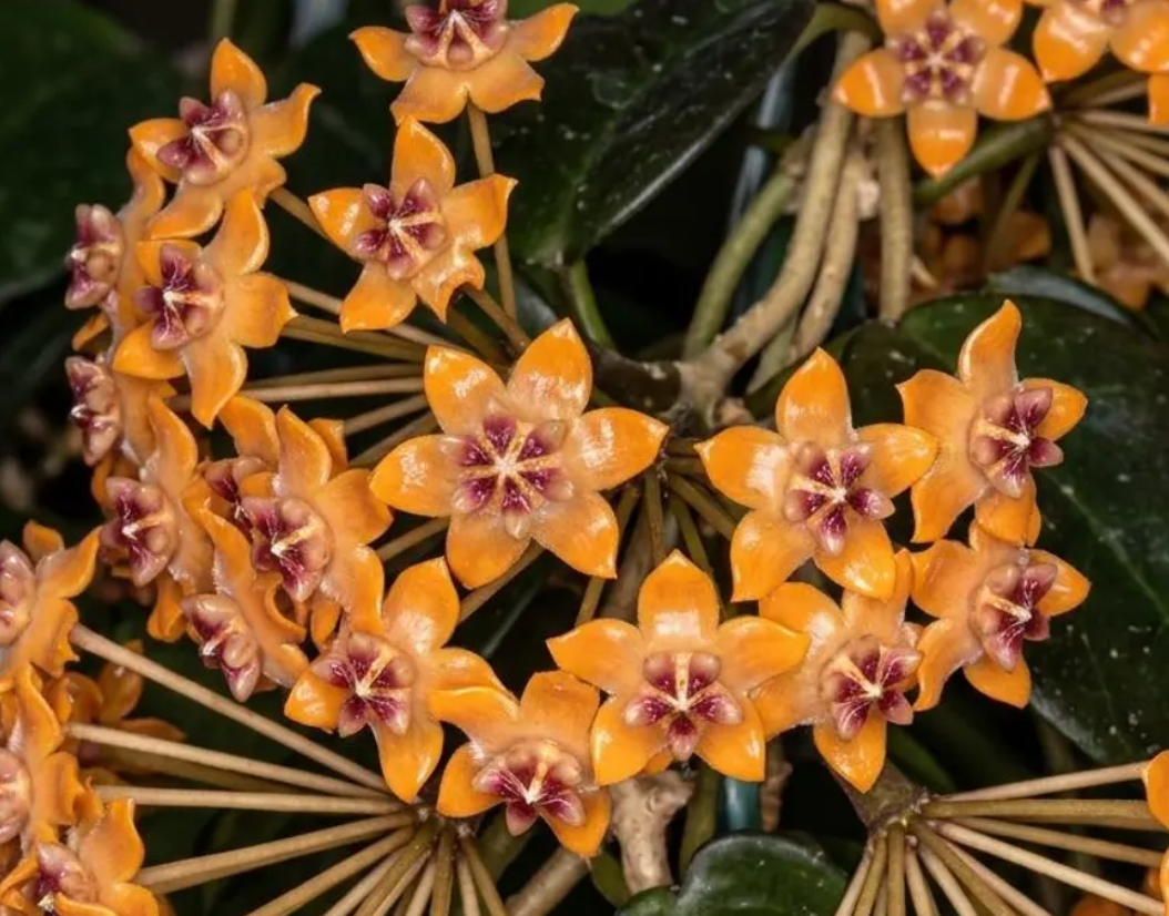 Hoya Praetorii 10 Pieces Seeds