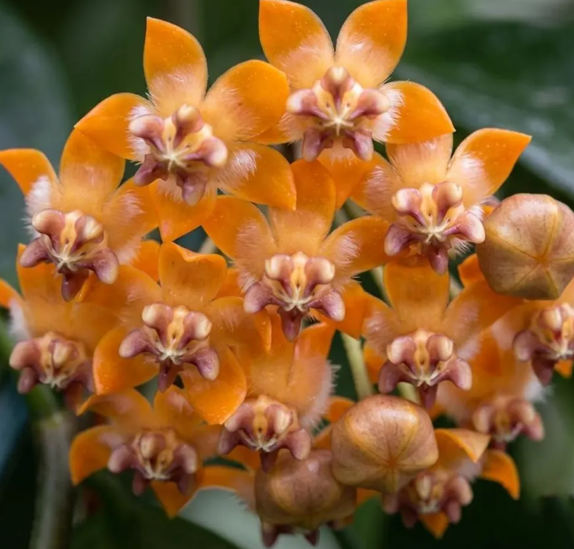Hoya Praetorii 10 Pieces Seeds