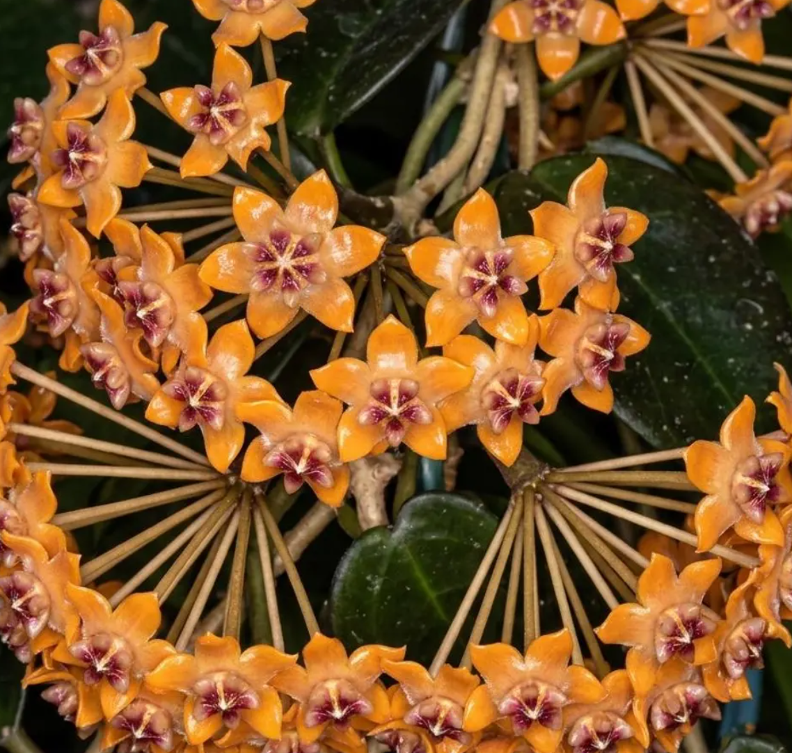 Hoya Praetorii 10 Pieces Seeds