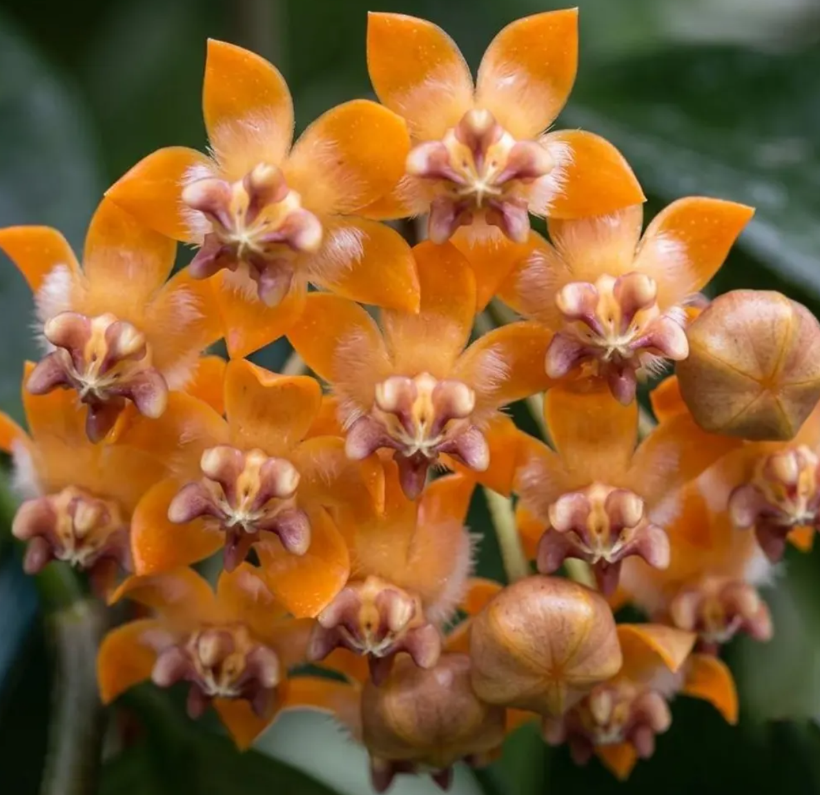 Hoya Praetorii 10 Pieces Seeds