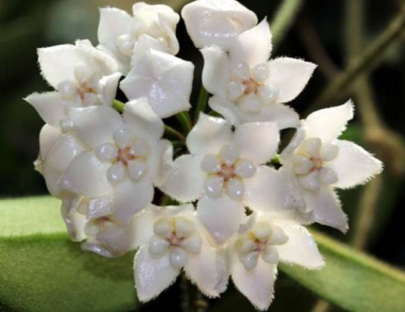 Hoya thomsonii "Alba" 10 Pieces Seeds