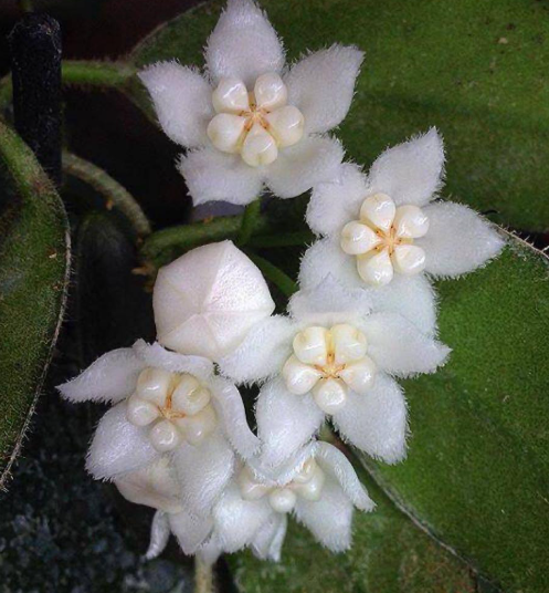 Hoya thomsonii "Alba" 10 Pieces Seeds