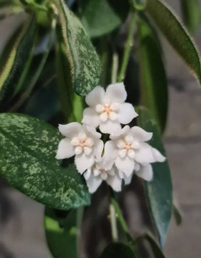 Hoya thomsonii "Alba" 10 Pieces Seeds