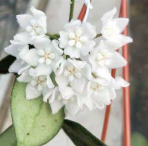 Hoya thomsonii "Alba" 10 Pieces Seeds