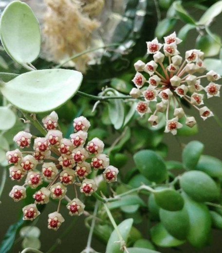 Hoya brevialata 'Splash' 10 Pieces Seeds