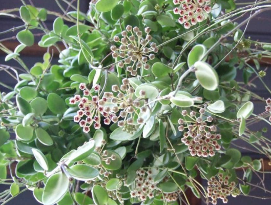 Hoya brevialata 'Splash' 10 Pieces Seeds