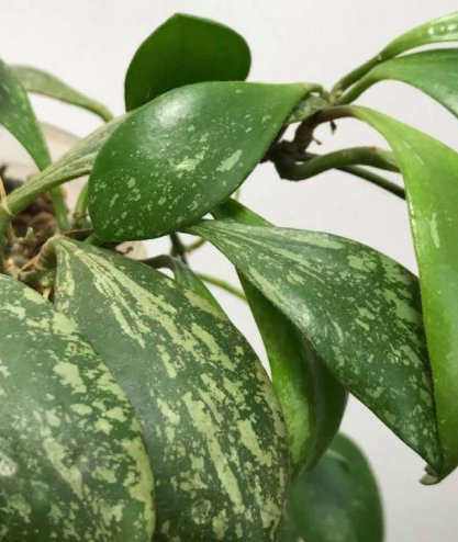 Hoya brevialata 'Splash' 10 Pieces Seeds