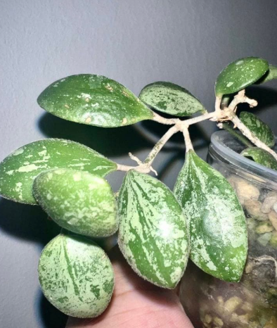 Hoya brevialata 'Splash' 10 Pieces Seeds