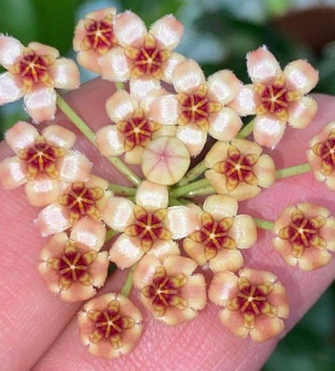 Hoya brevialata 'Splash' 10 Pieces Seeds