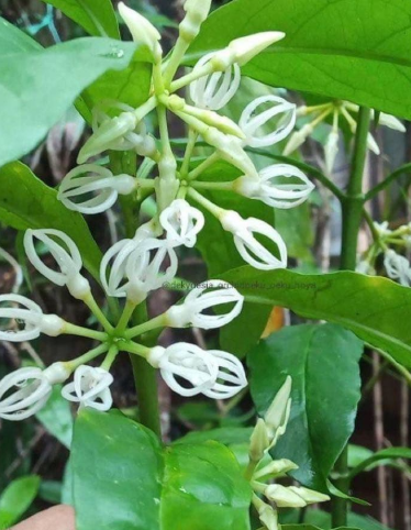 Hoya Decipulae 10 Pieces Seeds