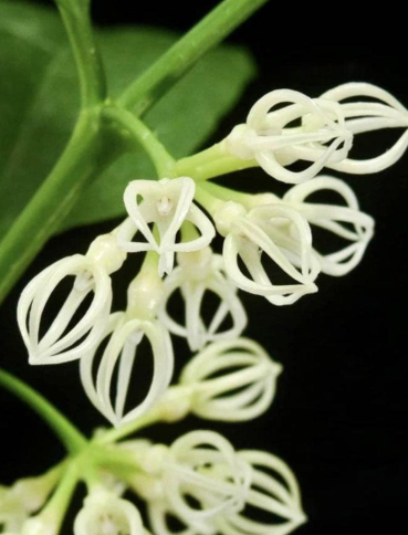 Hoya Decipulae 10 Pieces Seeds