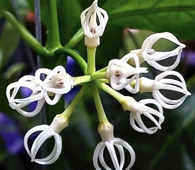 Hoya Decipulae 10 Pieces Seeds