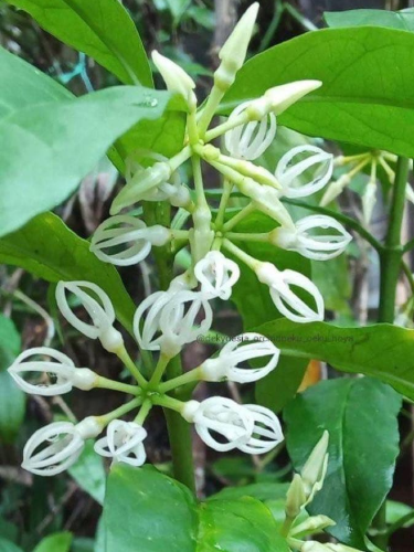 Hoya Decipulae 10 Pieces Seeds