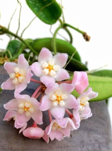 Hoya thomsonii "Pink" 10 Pieces Seeds