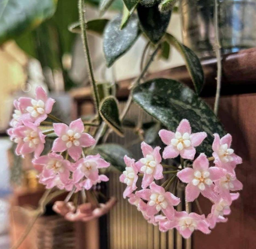 Hoya thomsonii "Pink" 10 Pieces Seeds