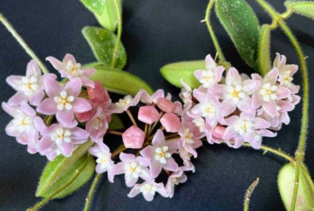 Hoya thomsonii "Pink" 10 Pieces Seeds