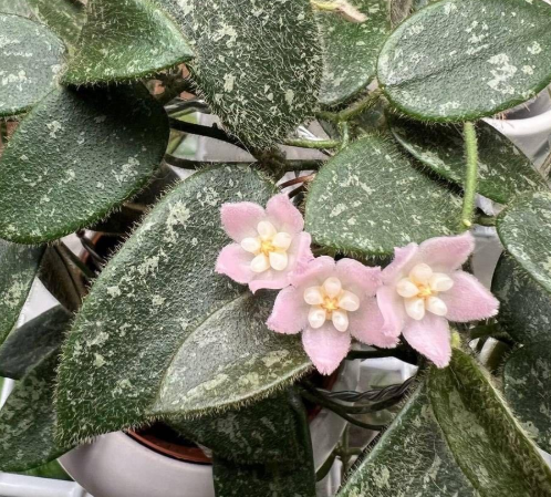 Hoya thomsonii "Pink" 10 Pieces Seeds